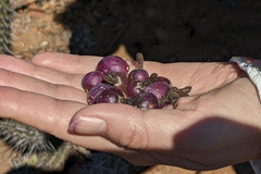Myrtillocactus cochal