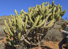 Myrtillocactus cochal