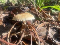 Lepiota castaneidisca