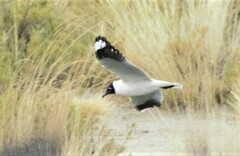 Chroicocephalus serranus