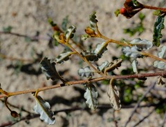 Androcalva pulchella