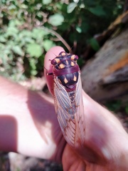 Macrotristria angularis