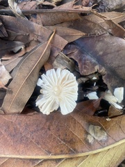 Lepiota castaneidisca