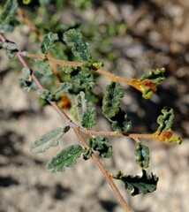 Androcalva pulchella