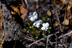 Drosera porrecta