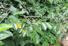 Dalbergia obovata