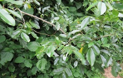 Dalbergia obovata