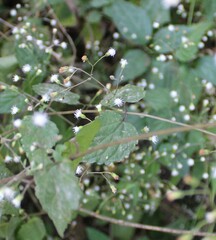 Fleischmannia incarnata