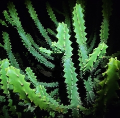 Euphorbia neriifolia