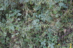 Fleischmannia incarnata