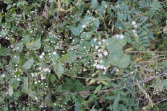 Fleischmannia incarnata