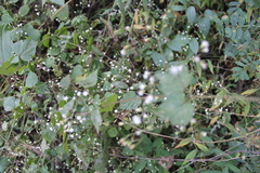 Fleischmannia incarnata