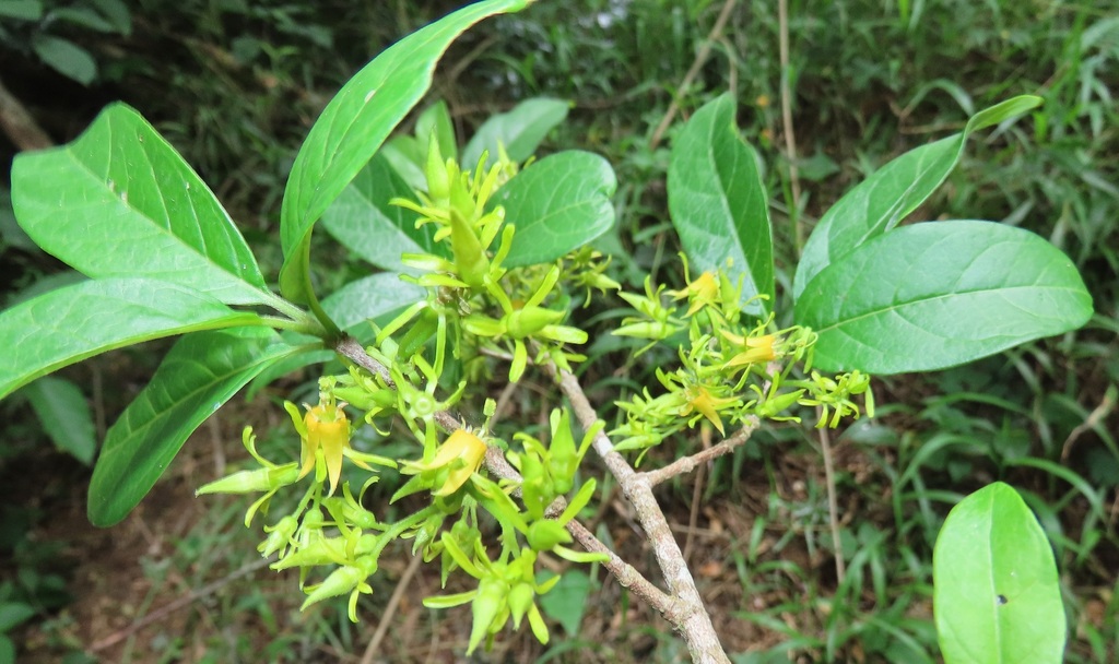 Natal Medlar
