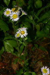 Erigeron pulchellus