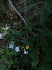Ruellia inundata