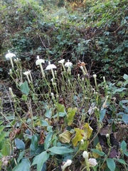 Ipomoea macdonaldii