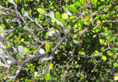 Corokia cotoneaster