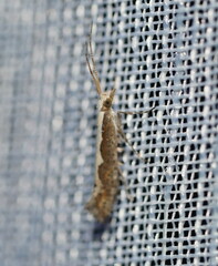 Plutella xylostella-australiana