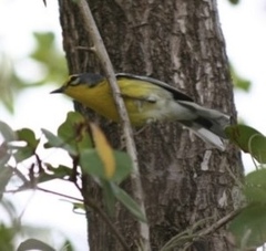 Setophaga adelaidae