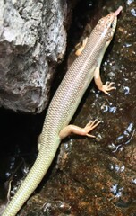 Plestiodon obsoletus