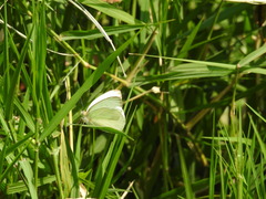 Ascia monuste monuste