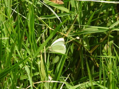 Ascia monuste monuste