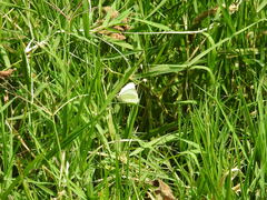 Ascia monuste monuste