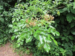 Dalbergia obovata