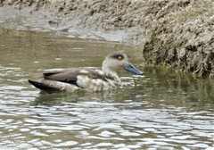 Lophonetta specularioides