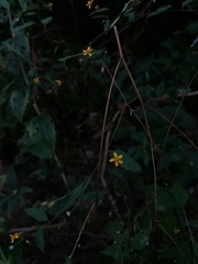 Hymenostephium tenue