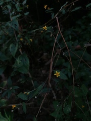 Hymenostephium tenue