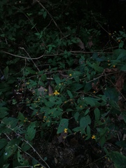 Hymenostephium tenue