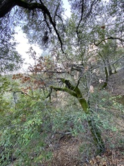 Quercus kelloggii