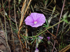 Ipomoea ternifolia leptotoma