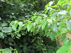 Cordia caffra