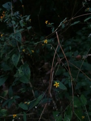 Hymenostephium tenue