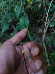 Hymenostephium tenue