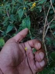 Hymenostephium tenue