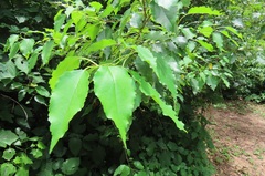 Cordia caffra