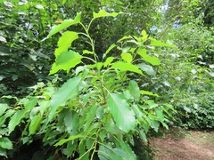 Cordia caffra