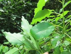 Cordia caffra