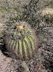 Ferocactus emoryi