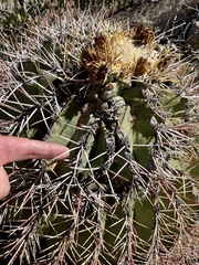 Ferocactus emoryi