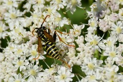 Polistes nimpha