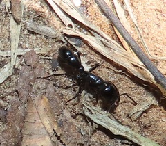 Plectroctena mandibularis