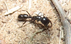 Plectroctena mandibularis