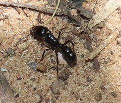 Plectroctena mandibularis