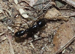 Plectroctena mandibularis