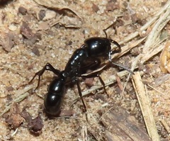 Plectroctena mandibularis