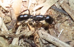 Plectroctena mandibularis